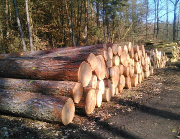 Kulatina Modřín lesní