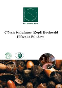 ciboria